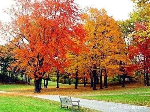 落叶的伤感视频,落叶的伤感名字