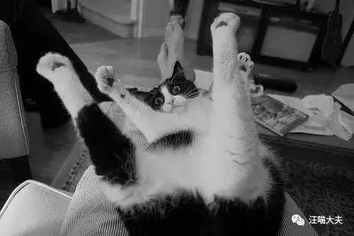 猫绝育的好处与坏处,犬猫绝育的由来