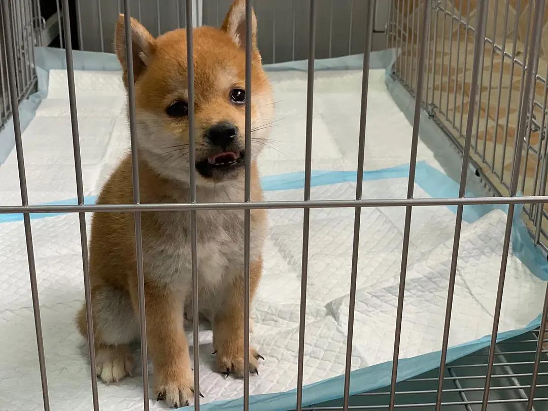 纯种柴犬怎么鉴别纯不纯,新手必看纯种柴犬到底怎么辨别