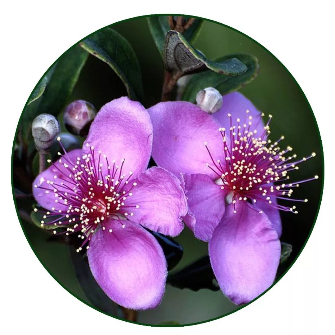 精油入门必备护肤品,平价单方精油推荐面部