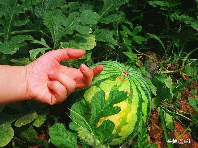 空调西瓜wifi,西瓜空调wifi