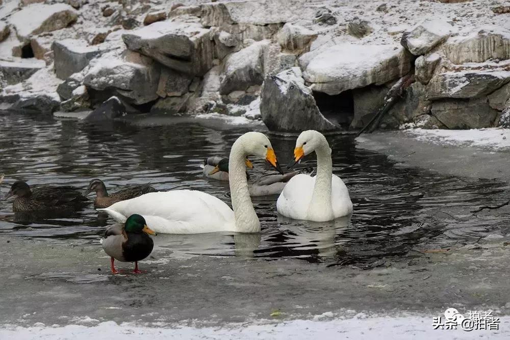 北京迎初雪9只熊猫,北京喜迎初雪去北京动物园看熊猫