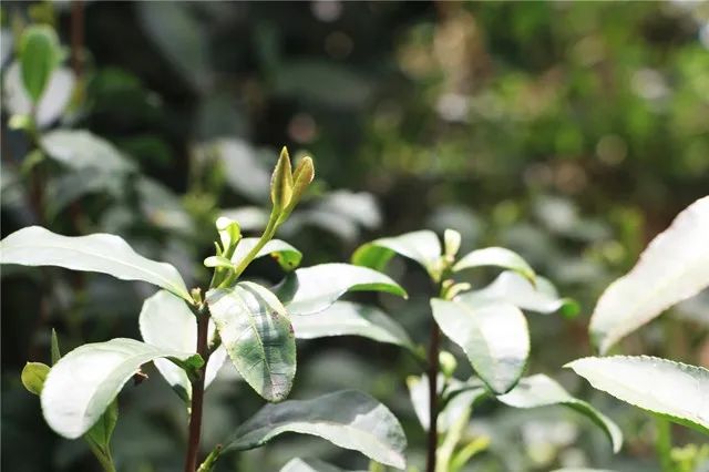 苏州的碧螺春,苏州碧螺春明前茶多少钱一斤