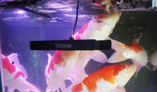 天热养观赏鱼需注意什么,夏季养观赏鱼注意什么