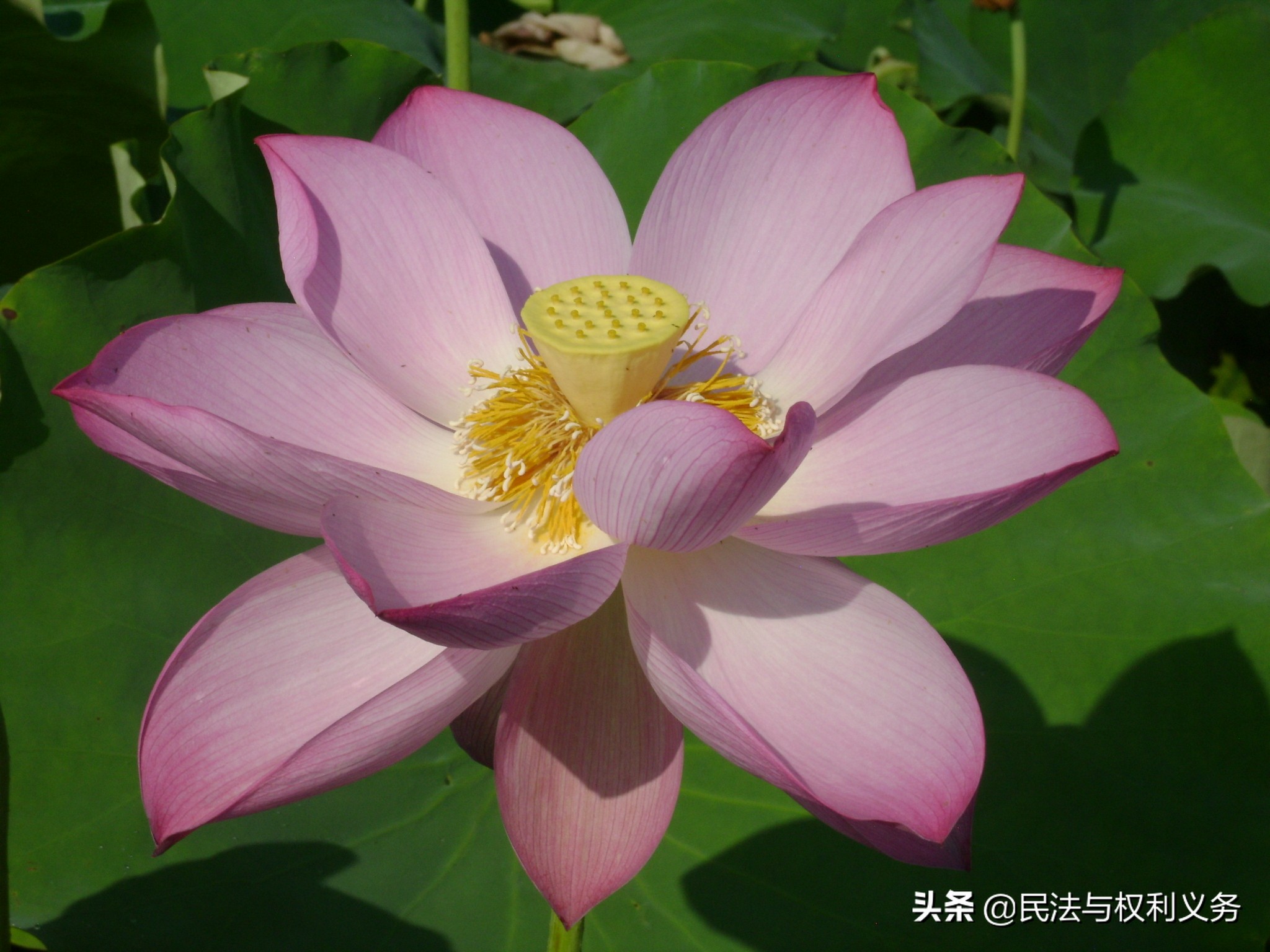 受让方拒不付清房子的余款，出让方有权解除合同吗？