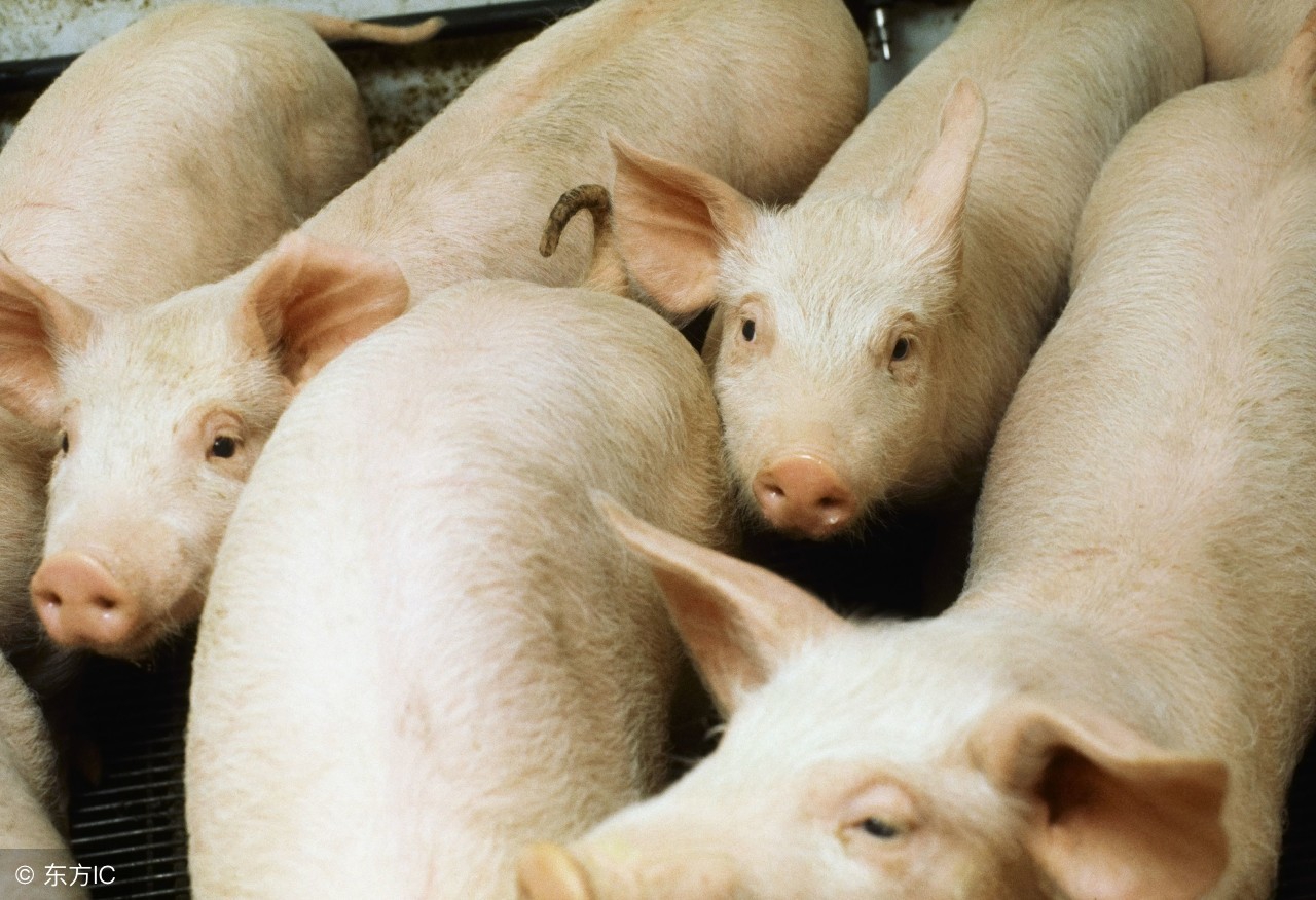 农村老人常说：猪是蛇的克星，猪真的不怕蛇吗？