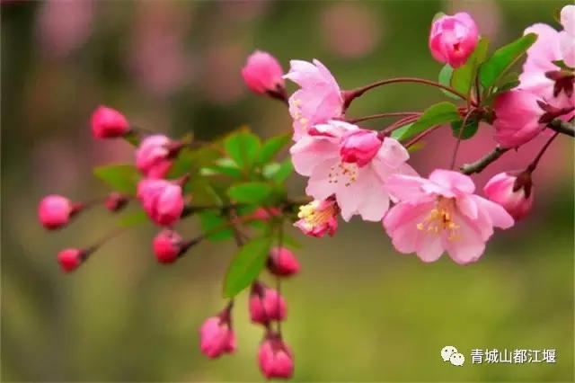 青城山熊猫谷都江堰一日游攻略,熊猫谷青城山都江堰一日游攻略