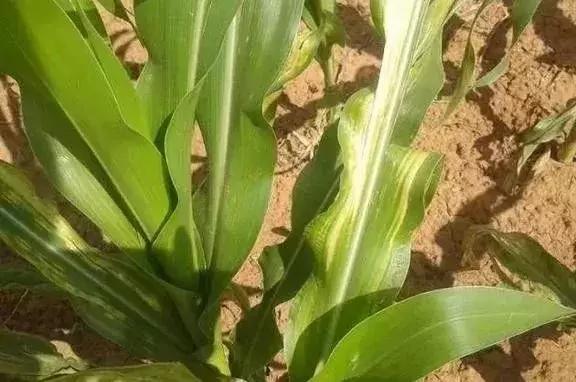 玉米施钾肥用什么肥好,玉米打药药量加三倍