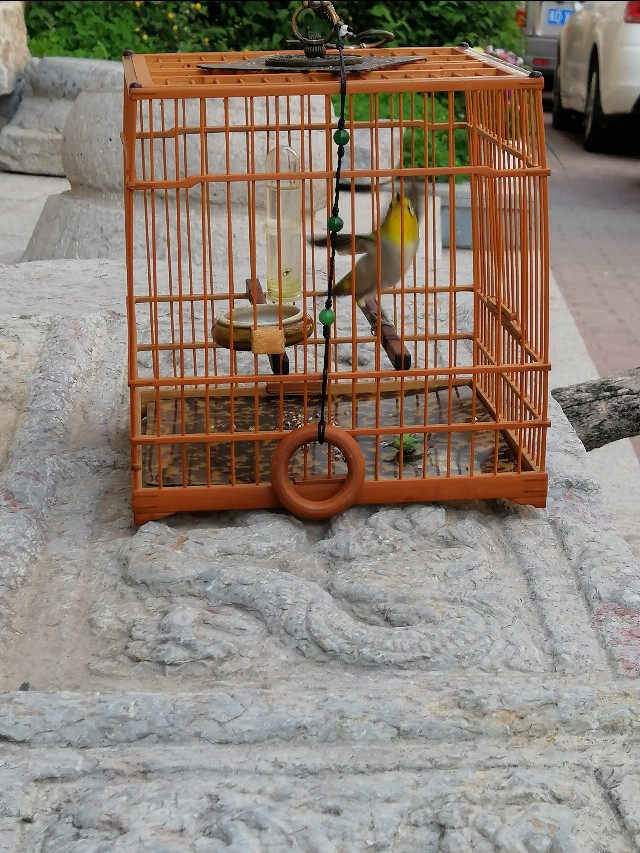 红子雏鸟仰头纠正方法,预防鸟仰头的方法