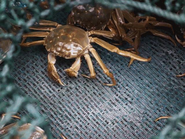 大纵湖大闸蟹价格表,大纵湖大闸蟹今日价格