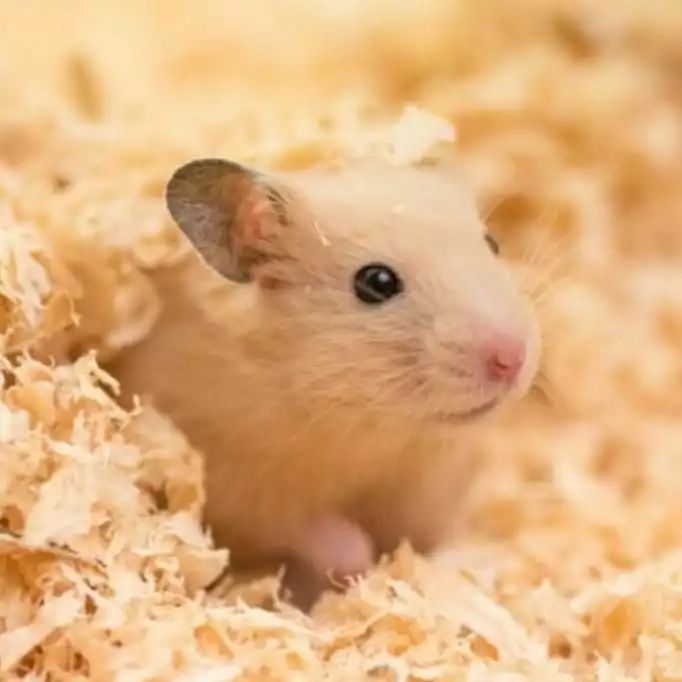 如何教仓鼠去定点的地方上厕所,怎么教仓鼠定点上厕所和洗澡