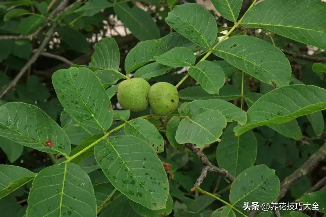 吃个核桃把手镯弄断了,吃个核桃把手弄破了