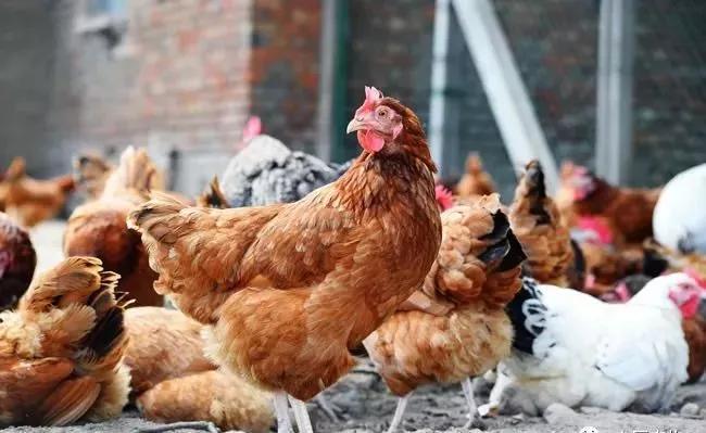 金银花对养鸡有什么好处,金银花有种植前景吗