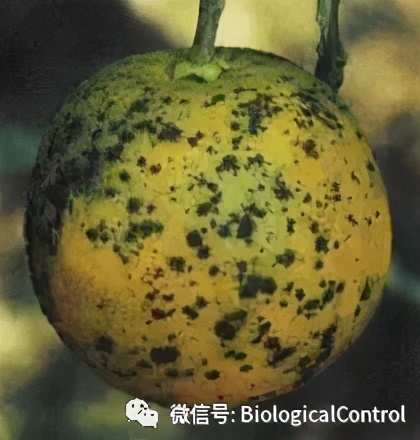 防治果树煤烟病用什么药,冬季果树炭疽病用什么药