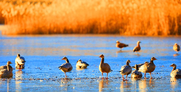 为什么冬天去西藏旅游比较好,冬天去西藏冬藏