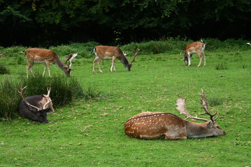 尼康zdx16-50镜头适合拍什么,尼康zdx16-50