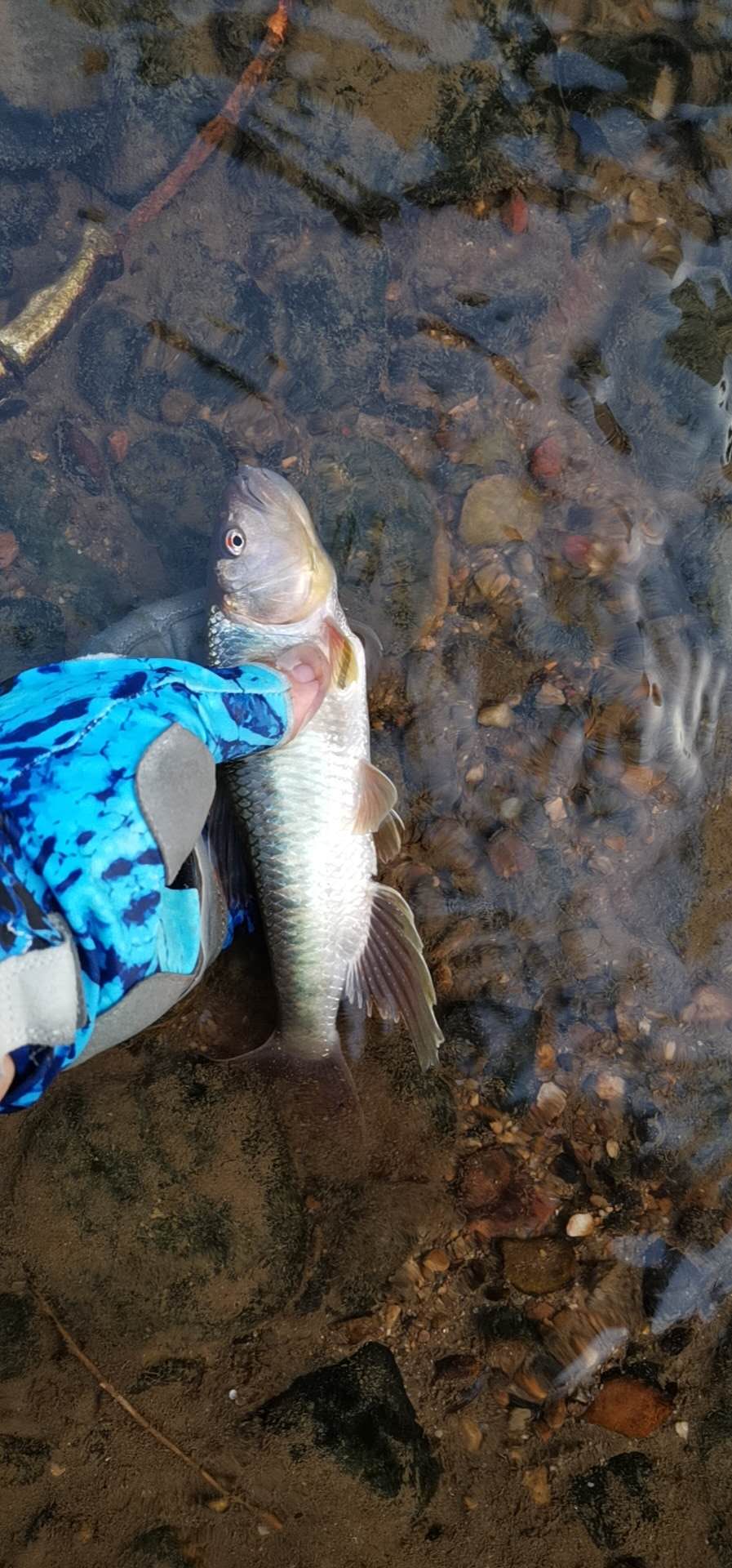 路亚马口技巧和选点,路亚马口用旋转亮片还是马口亮片