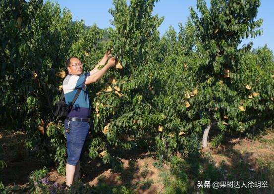 又到了一年的种植桃树的季节,一年桃树5月份修剪的正确方法