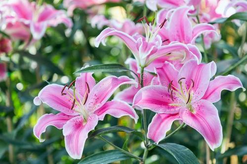 盆栽百合开花怎么能让花期延长,盆栽百合开花后怎么养经验分享