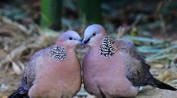 捡到野生成年斑鸠该怎么办,捡到一只野生斑鸠怎么喂食