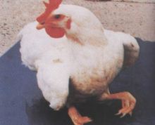 鸡病毒性关节炎的症状及治疗,鸡病毒性关节炎的症状和治疗方法