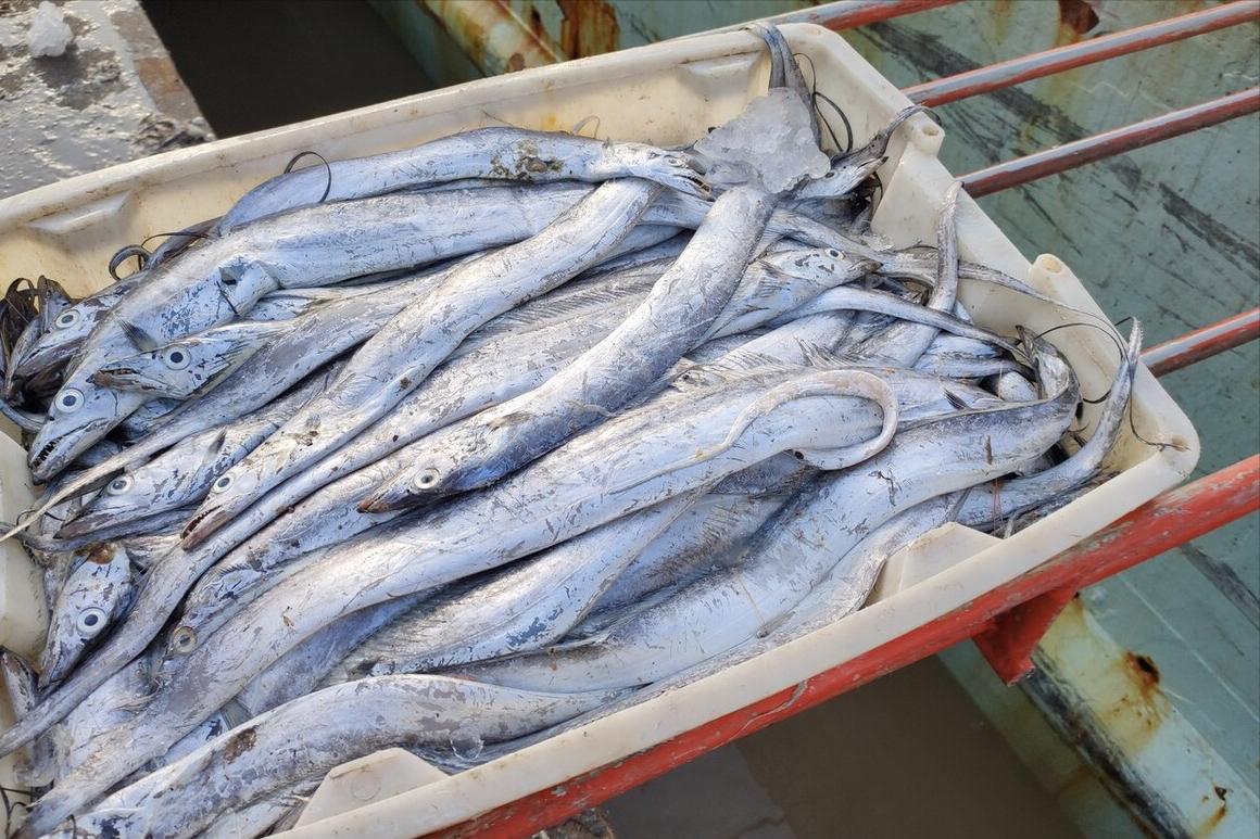 带鱼哪个地方最好吃,带鱼是哪个地方的带鱼最好吃