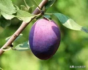 *疆新**西梅增产40%将于8月中旬上市