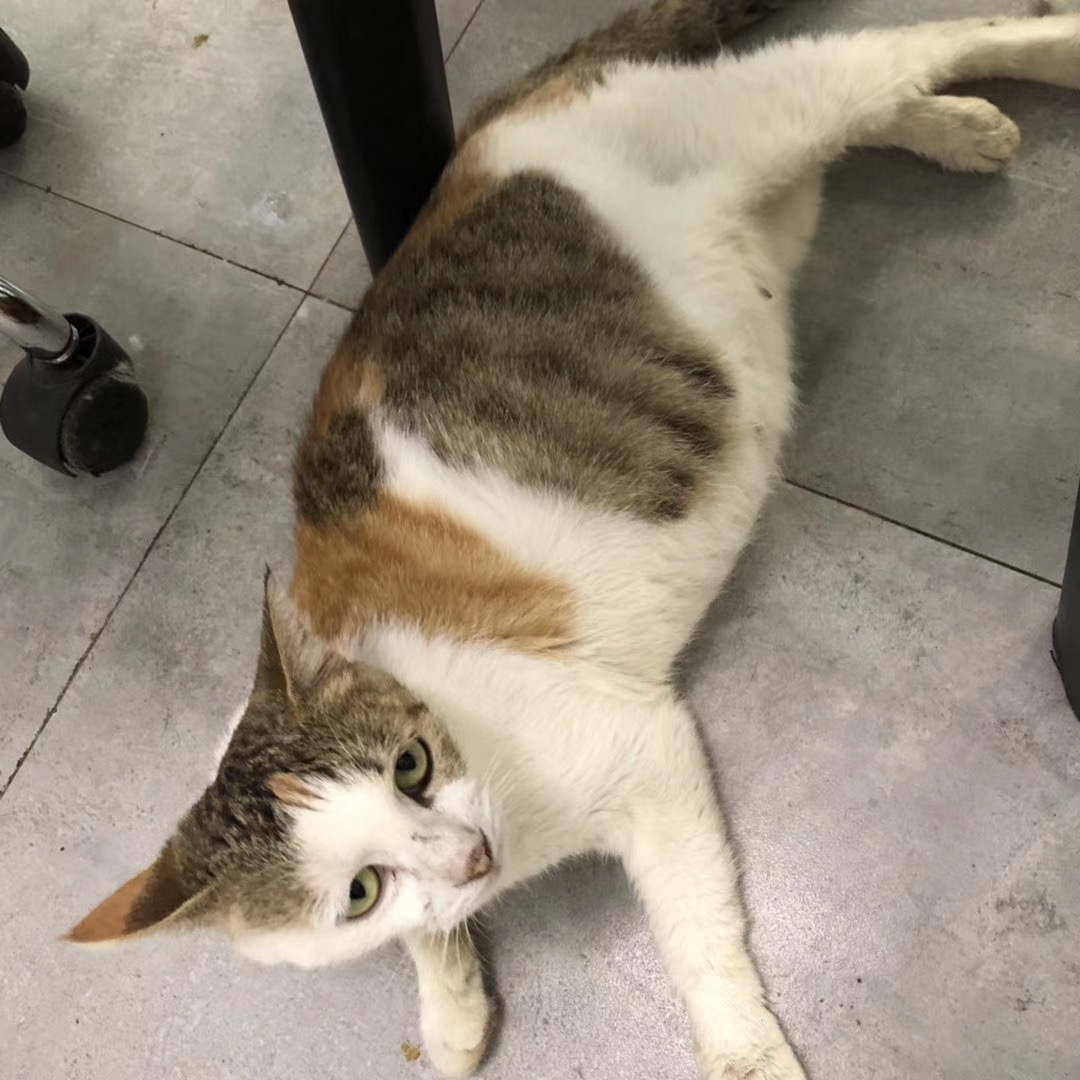 猫咪没做绝育手术怀孕难产怎么办？能提前预防难产吗？