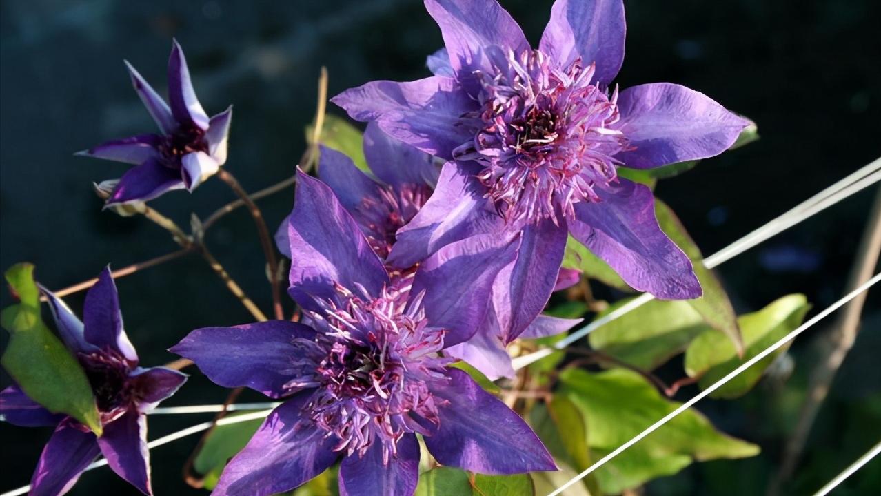 铁线莲怎么养护比较好,铁线莲养护方法及注意事项