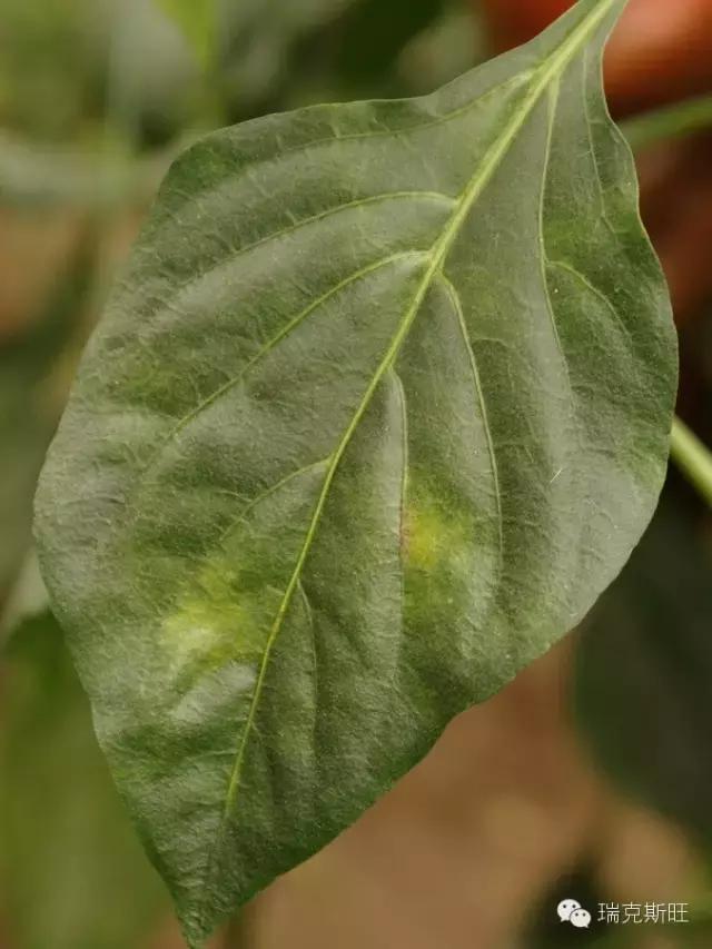 白芨病害及防治,白粉病发病规律防治措施