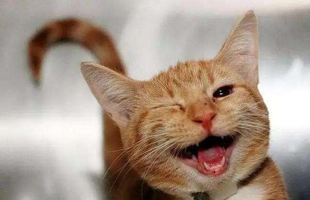 猫咪开心的表情和伤心的表情,猫咪爱你的15种表现图