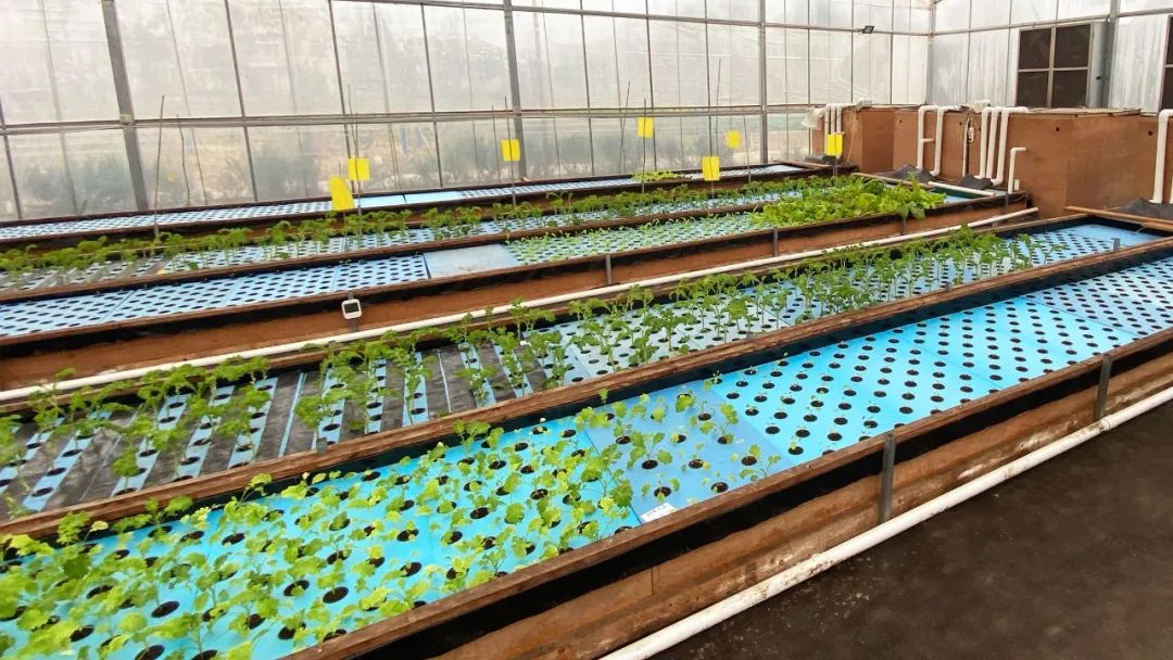 海伦多兰妈妈,海伦多兰武汉老师