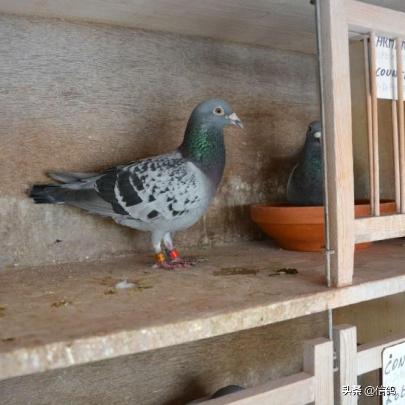 不死必归音乐,不死必归赛鸽