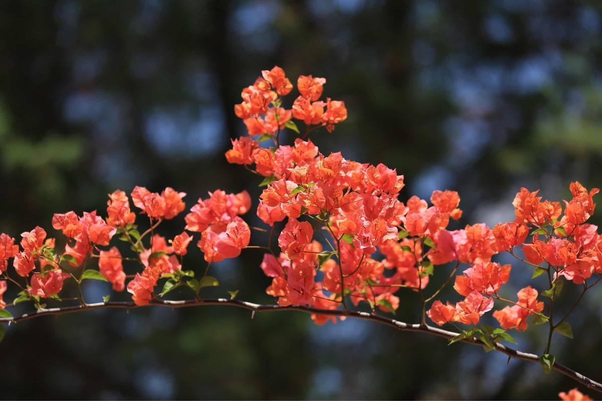 三角梅入冬后注意什么,三角梅花叶都冻伤了怎么办