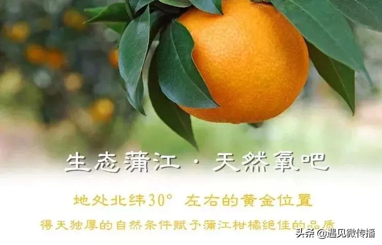 四川爱媛38号果冻橙1250g试吃装,爱媛果冻橙38号和28号有什么区别