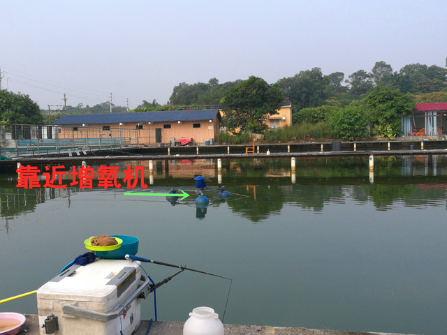 黑坑钓罗非鱼攻略技巧值得一看,黑坑钓罗非没口怎么应对