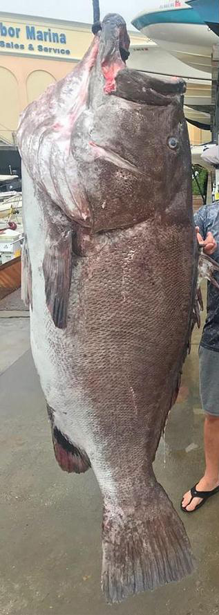 潜水赶海捉到超大石斑鱼,菲律宾抓巨大石斑鱼视频