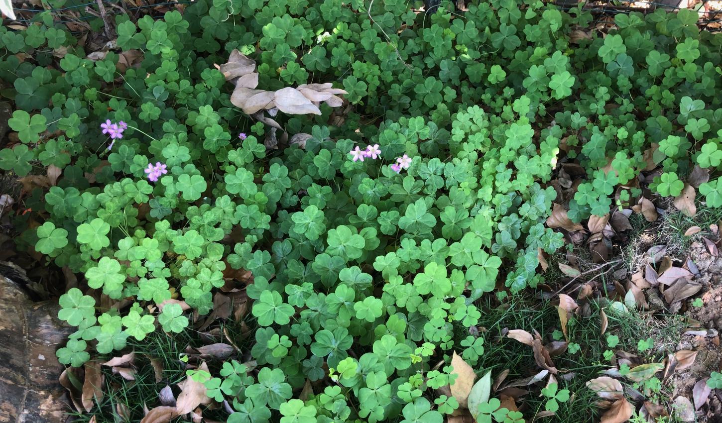 铜锤草别名大全,中药材铜锤草