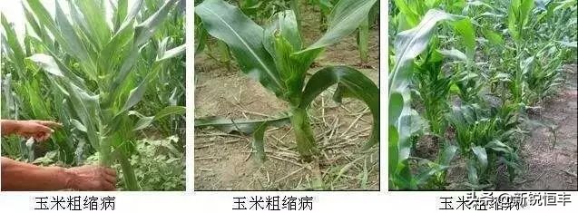 甜糯玉米各时期的病虫害,玉米苗期常见病虫害有哪些