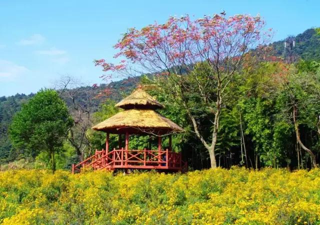 广州本地人最喜欢去的20个地方,你去过几个?