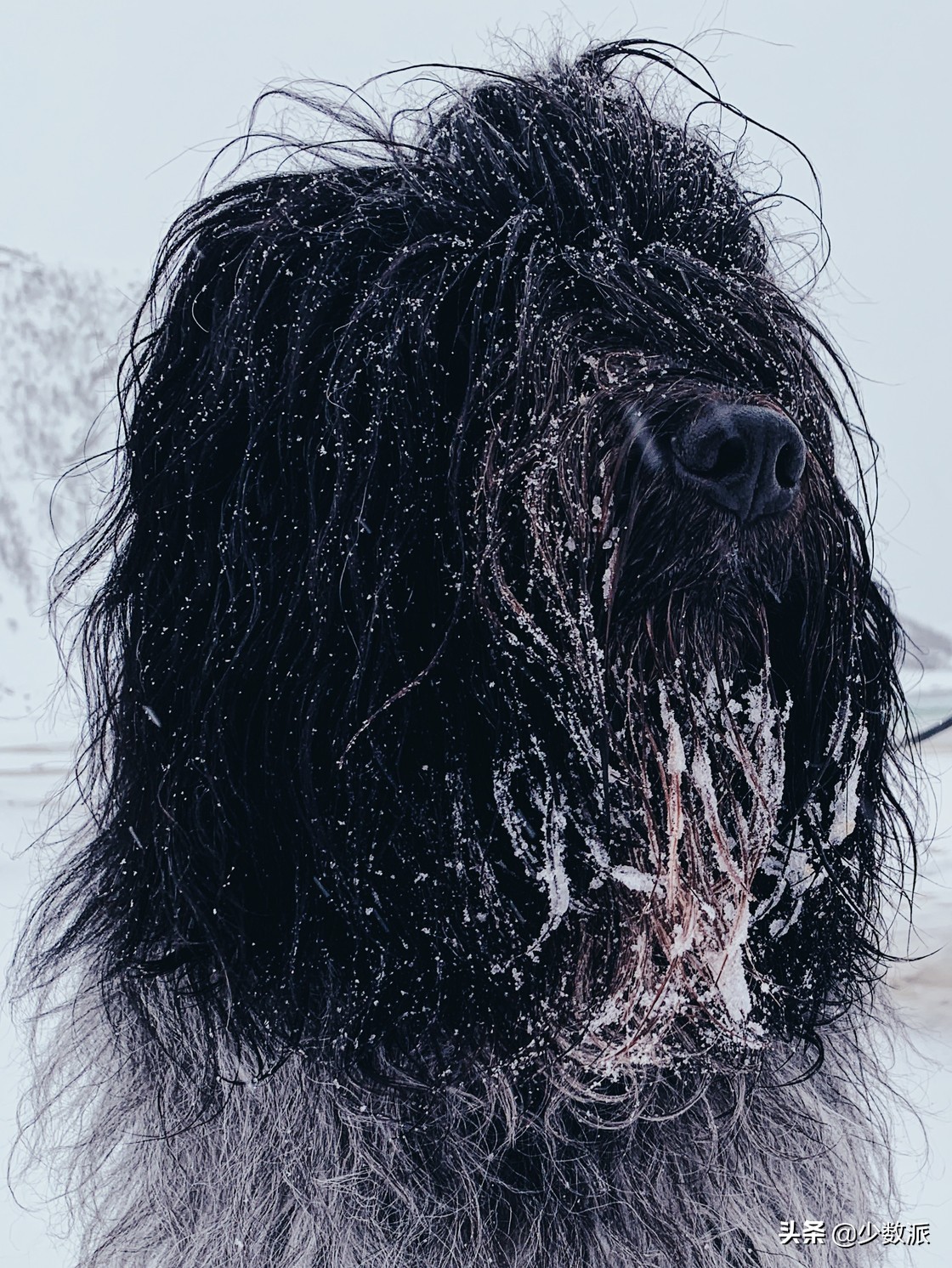 iphone怎么拍最高清的照片,怎样用iphone拍出好看的照片视频