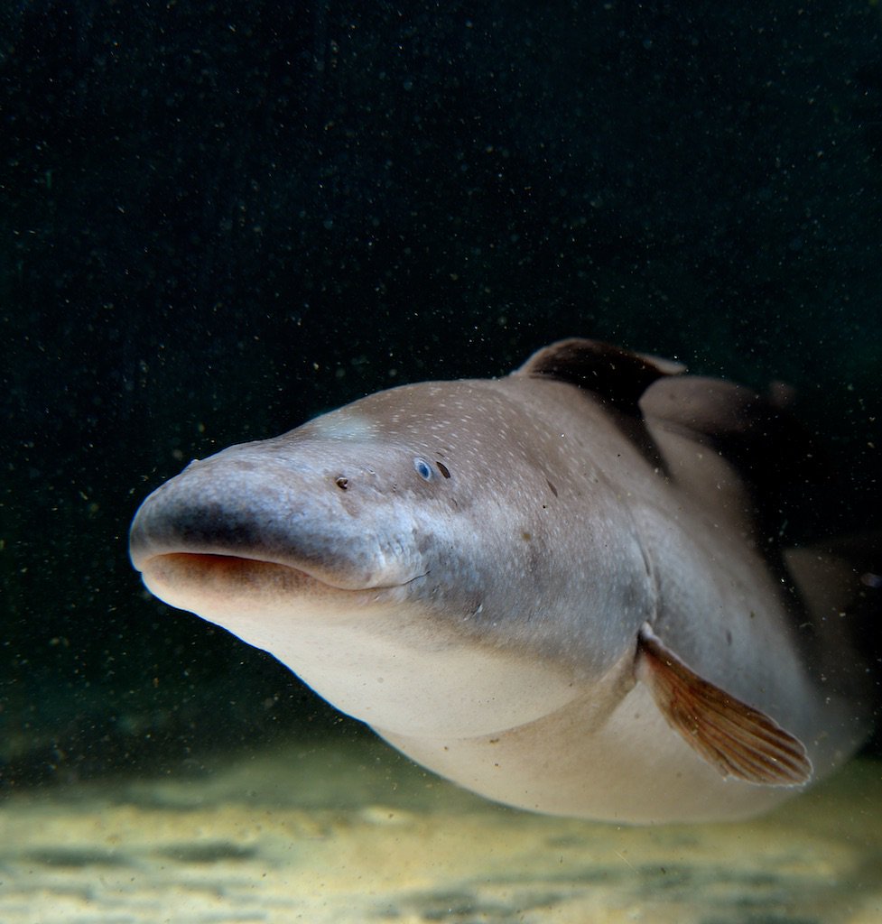 冷门高端观赏鱼有哪些鱼,比较好养的冷门观赏鱼小鱼