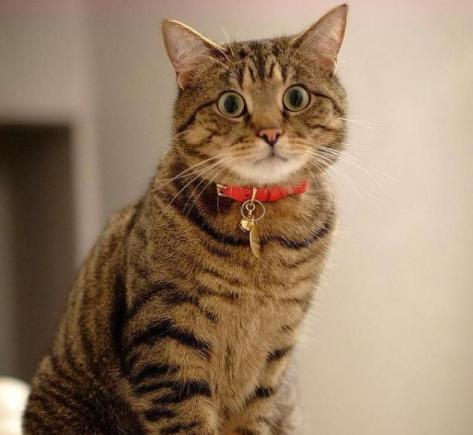 猫咪总是半夜叫主人起床怎么办,猫咪半夜老是叫要不要搭理他