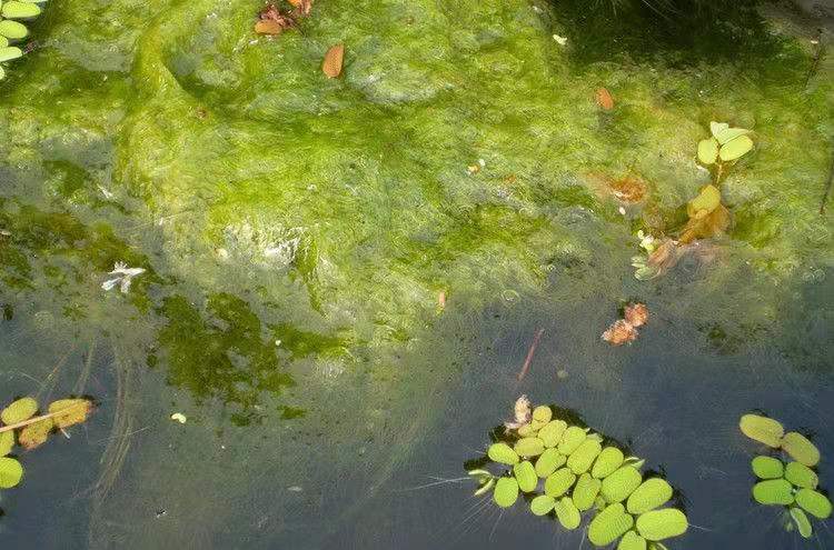 河蟹养殖前期青苔防控方案,河蟹养殖泥浑怎么处理