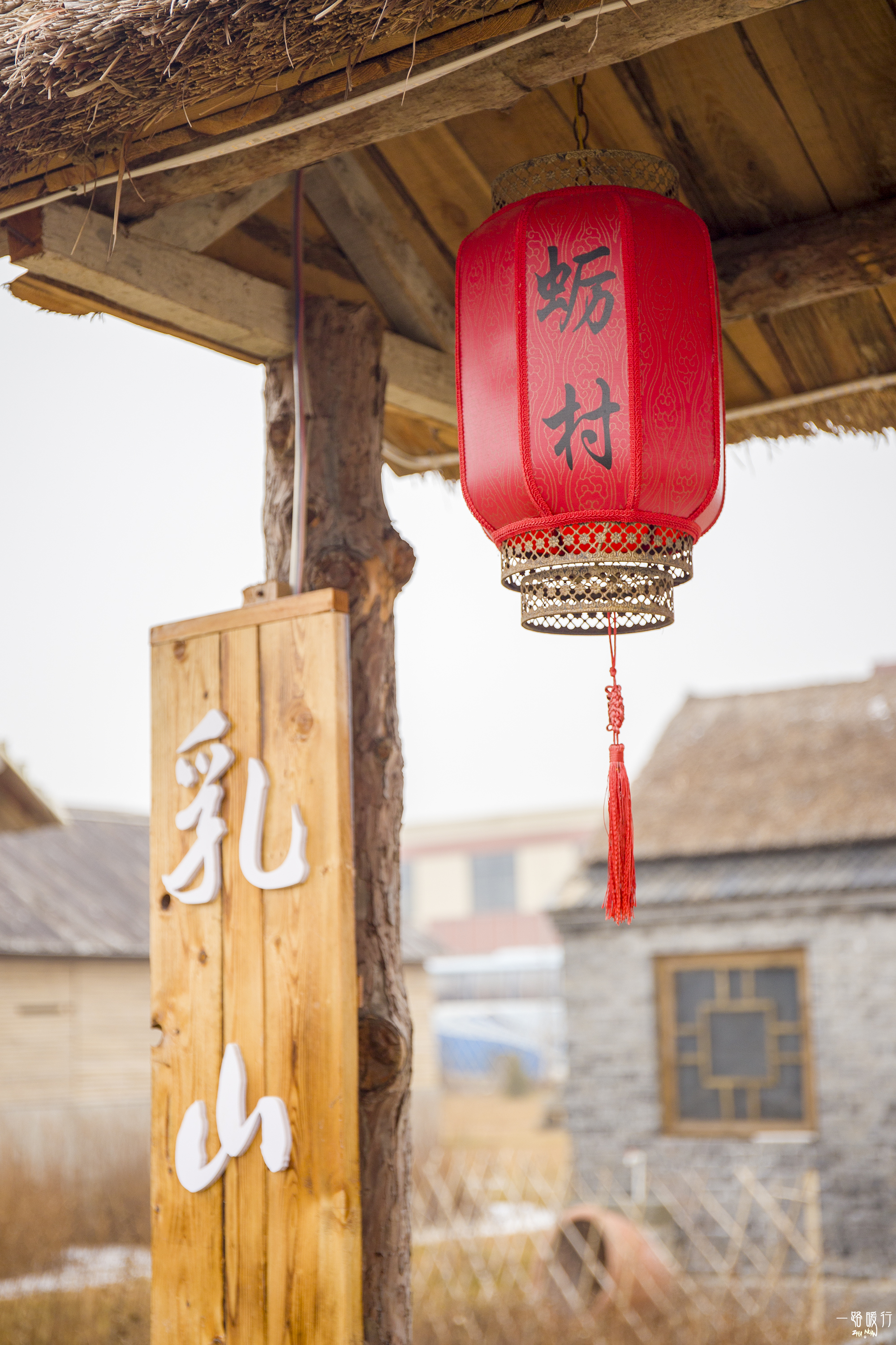 野生牡蛎王,海边野生牡蛎