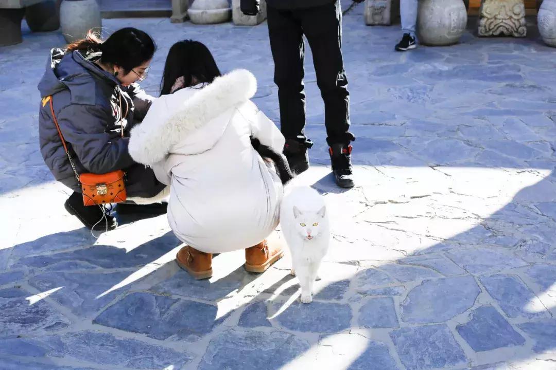 杨家枪原创视频,杨家枪抗日