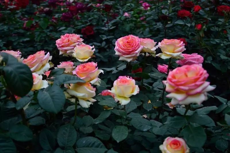 端午节郑州一日游,郑州端午旅游推荐2-3天游