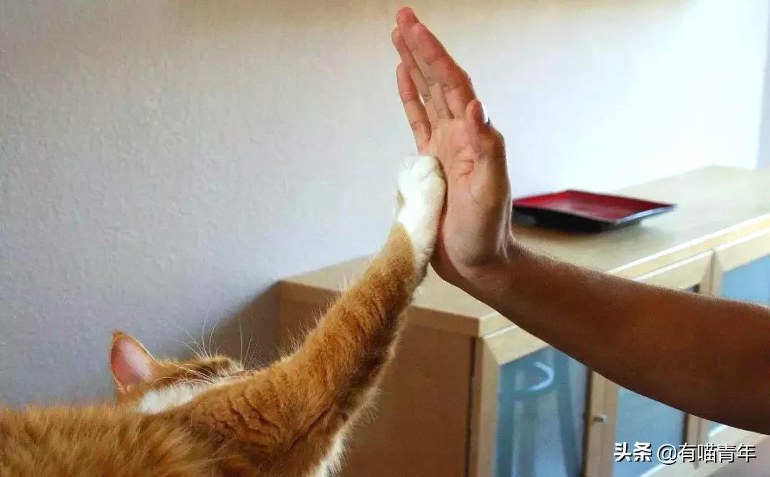 北大猫咪图鉴,中国人民大学猫咪图鉴