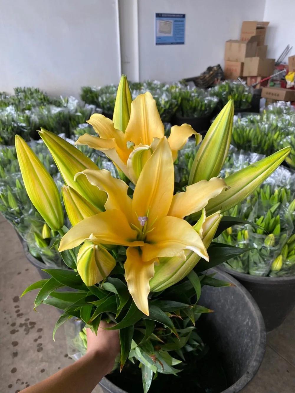 香水百合鲜切花云南鲜花基地,什么颜色的百合最好养活