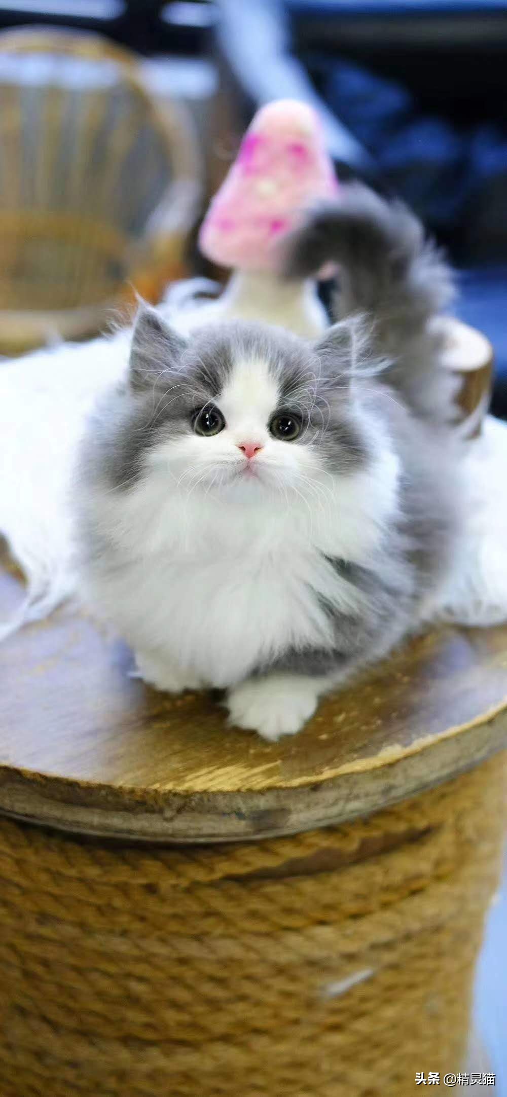 给猫咪买猫粮怎么看配方,猫粮不懂怎么选品牌